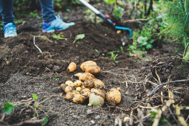 How to Know When to Harvest Potatoes: Complete Timing and Harvesting Guide