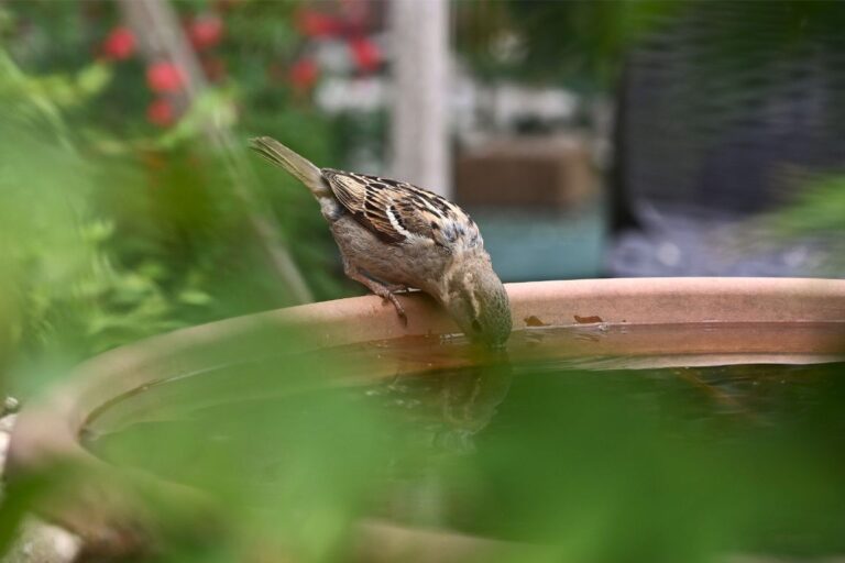 Garden Bird Netting: How to Choose, Install, and Use It Safely
