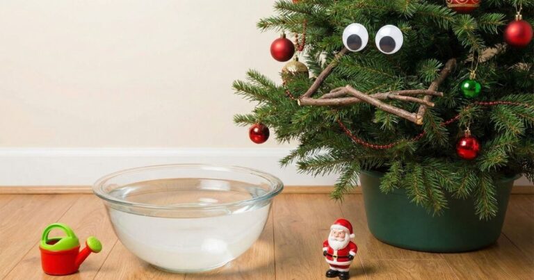 Christmas Tree Not Drinking Water: Why Your Tree is on a Hydration Strike
