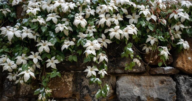 Winter Clematis: Varieties, Care, Pruning, and Cold Protection