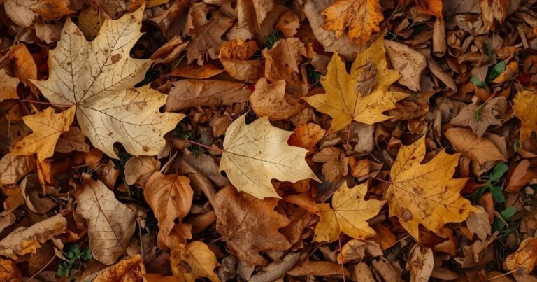 Autumn Leaves on the Ground: Management, Benefits, and Creative Uses