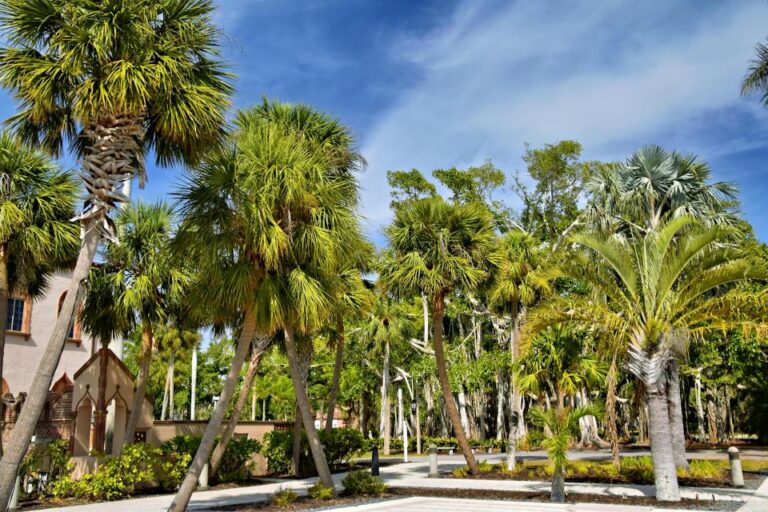 Growing Palm Trees in Your Florida Garden: Varieties and Care Tips