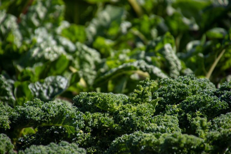 Kale Companion Plants: What to Grow Together for Better Results