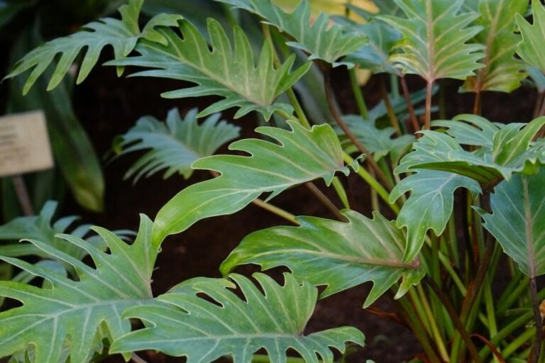 Split Leaf Philodendron vs Monstera: How to Tell Them Apart and Grow Each One