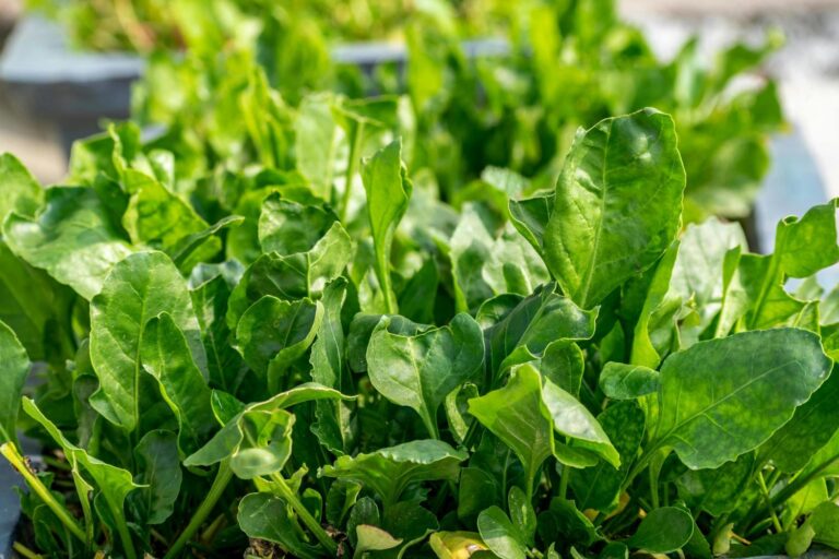 Longevity Spinach Plant: How to Grow, Harvest, and Use It