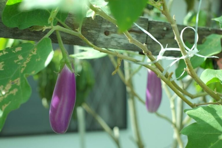 Eggplant Growth Stages: Complete Guide from Seed to Harvest
