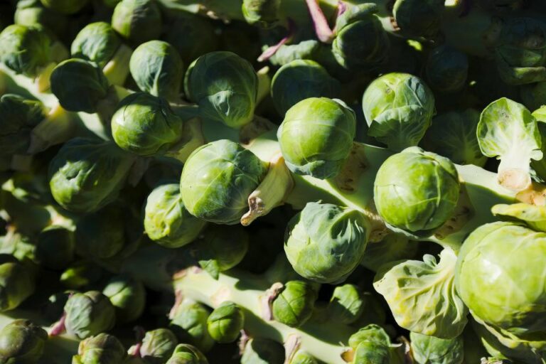 Companion Planting for Brussels Sprouts: Best Garden Pairings and Pest Protection