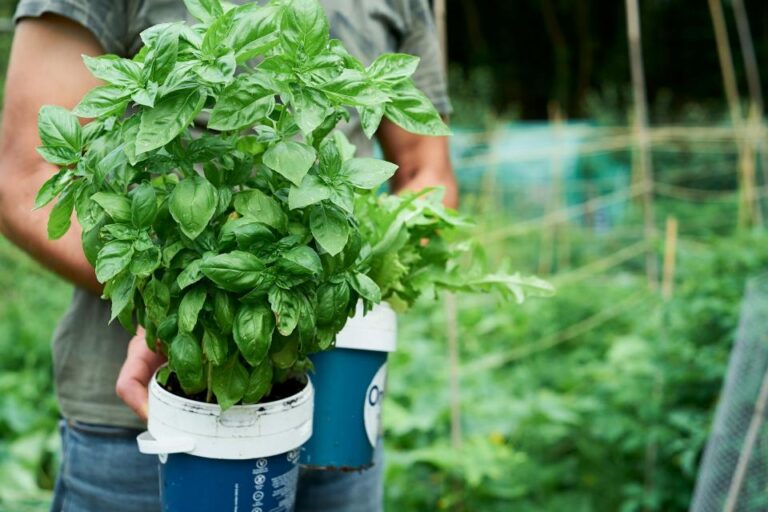 Best Companion Plants for Basil—and What to Avoid
