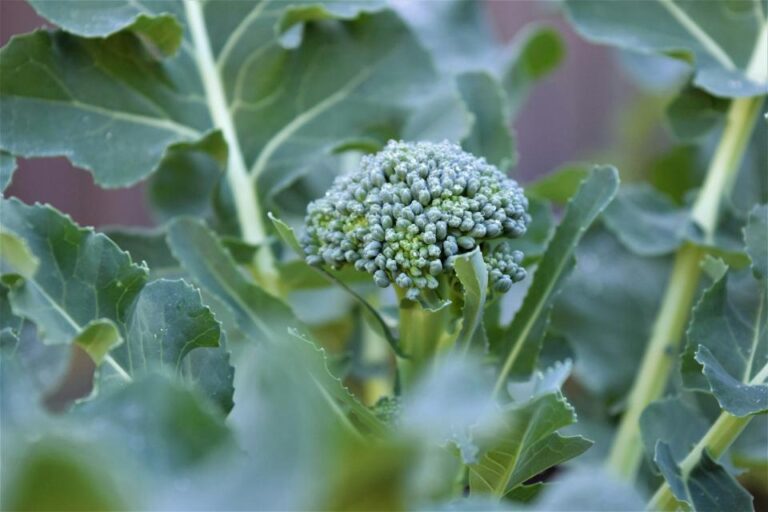 Best Companion Plants for Broccoli—and What to Avoid
