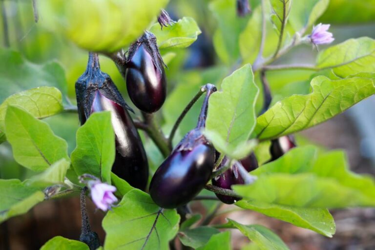 Best Companion Plants for Eggplant—and What to Avoid