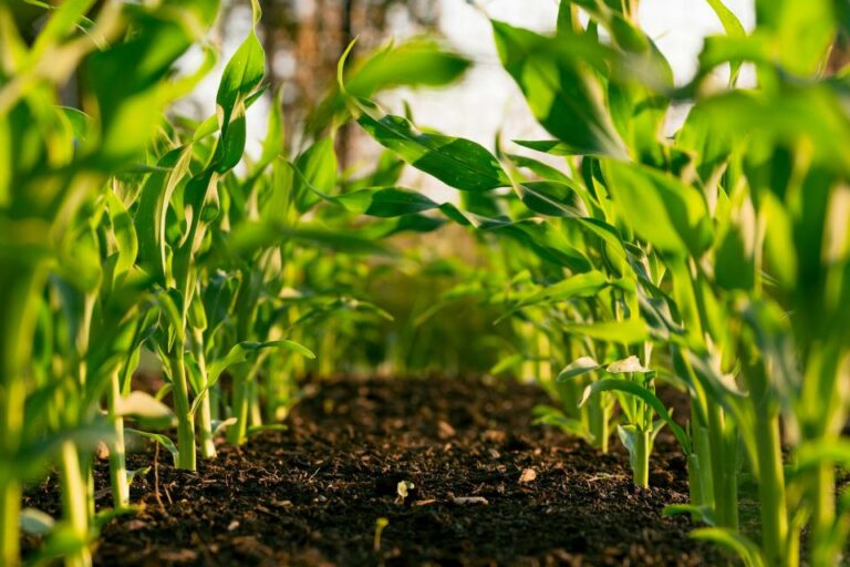 Best Companion Plants for Corn + How to Plant the Three Sisters