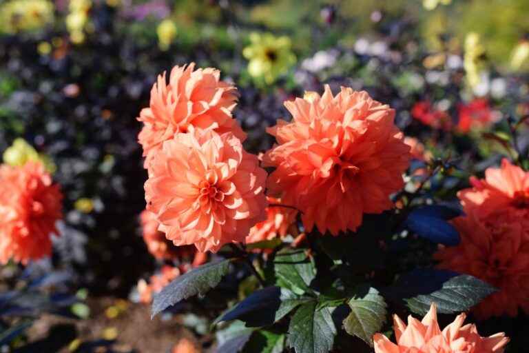 Black and Orange Flowers for a Halloween Garden