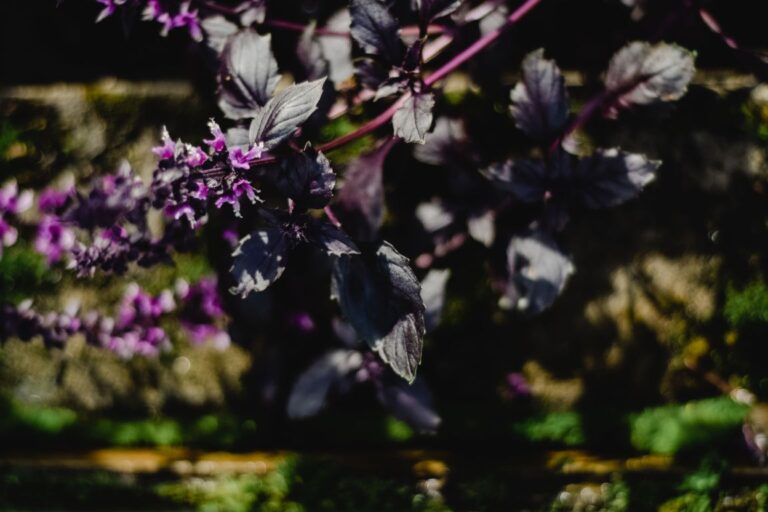 Best Plants for a Halloween Garden: 10 Spooky Picks